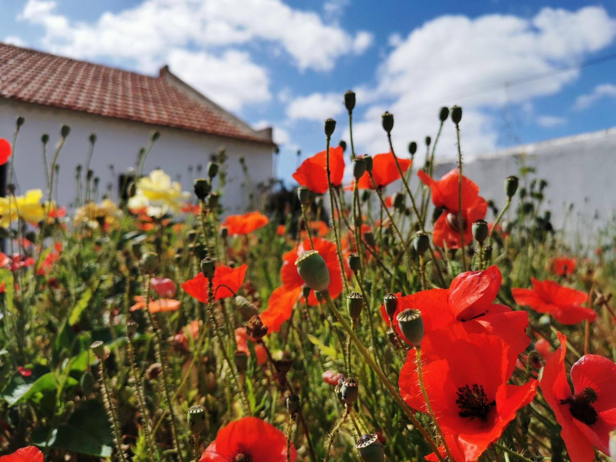 Al Mar Guesthouse São Luís Eksteriør bilde